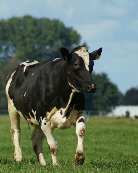 Dairy cow in a pasture